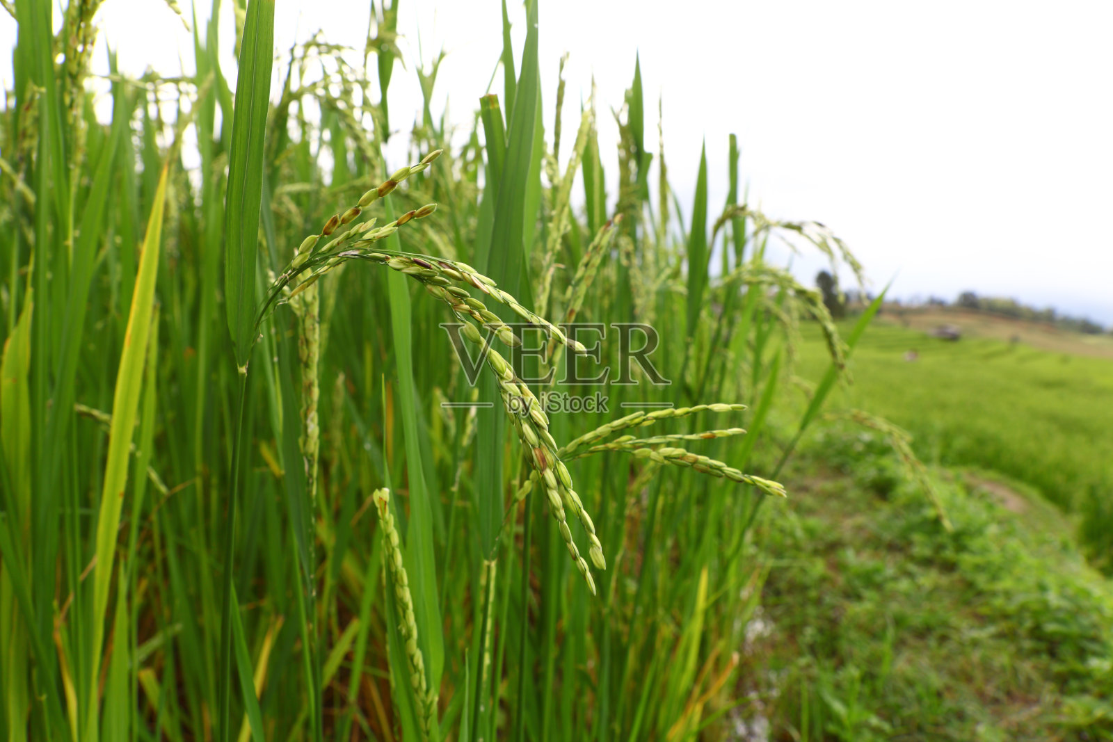 绿色的稻田照片摄影图片