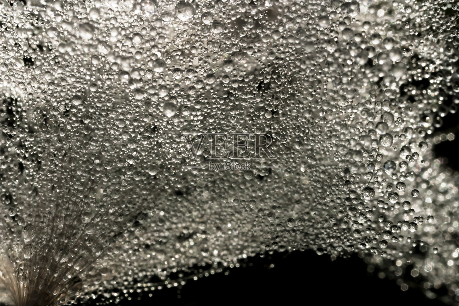 露露(67)照片摄影图片