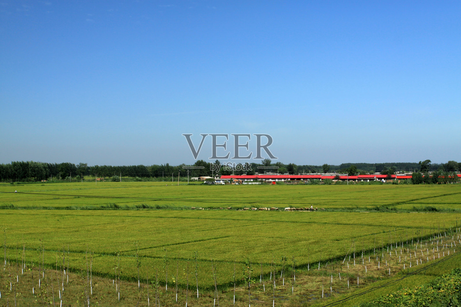 中国北方的乡村景色照片摄影图片