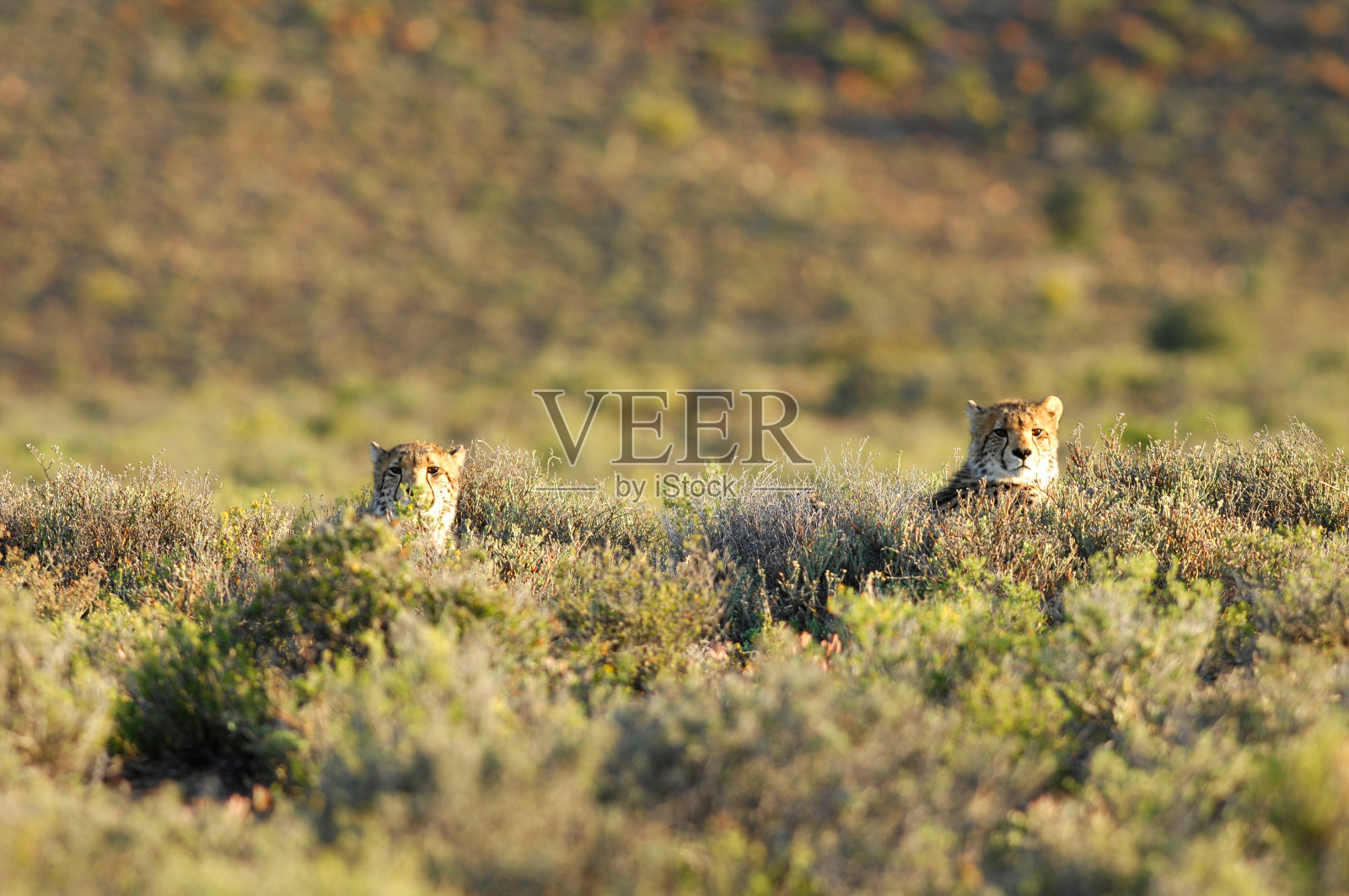 猎豹照片摄影图片