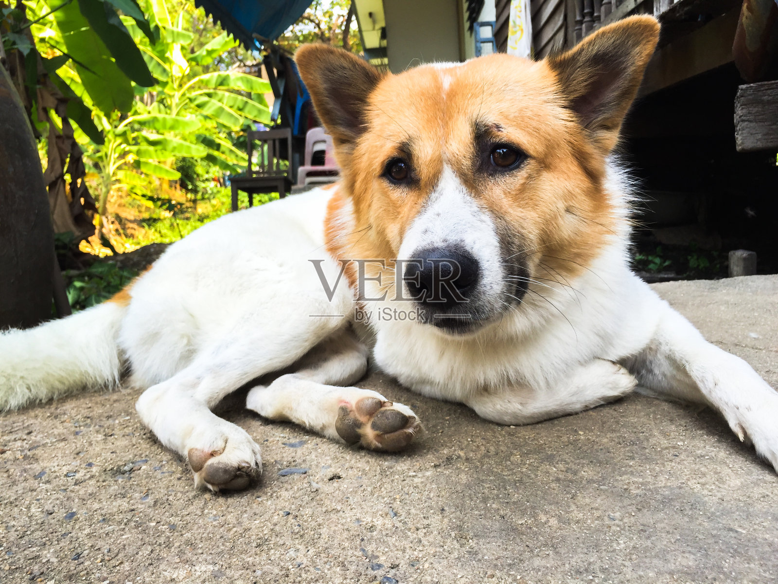 Bangkeaw泰国狗照片摄影图片