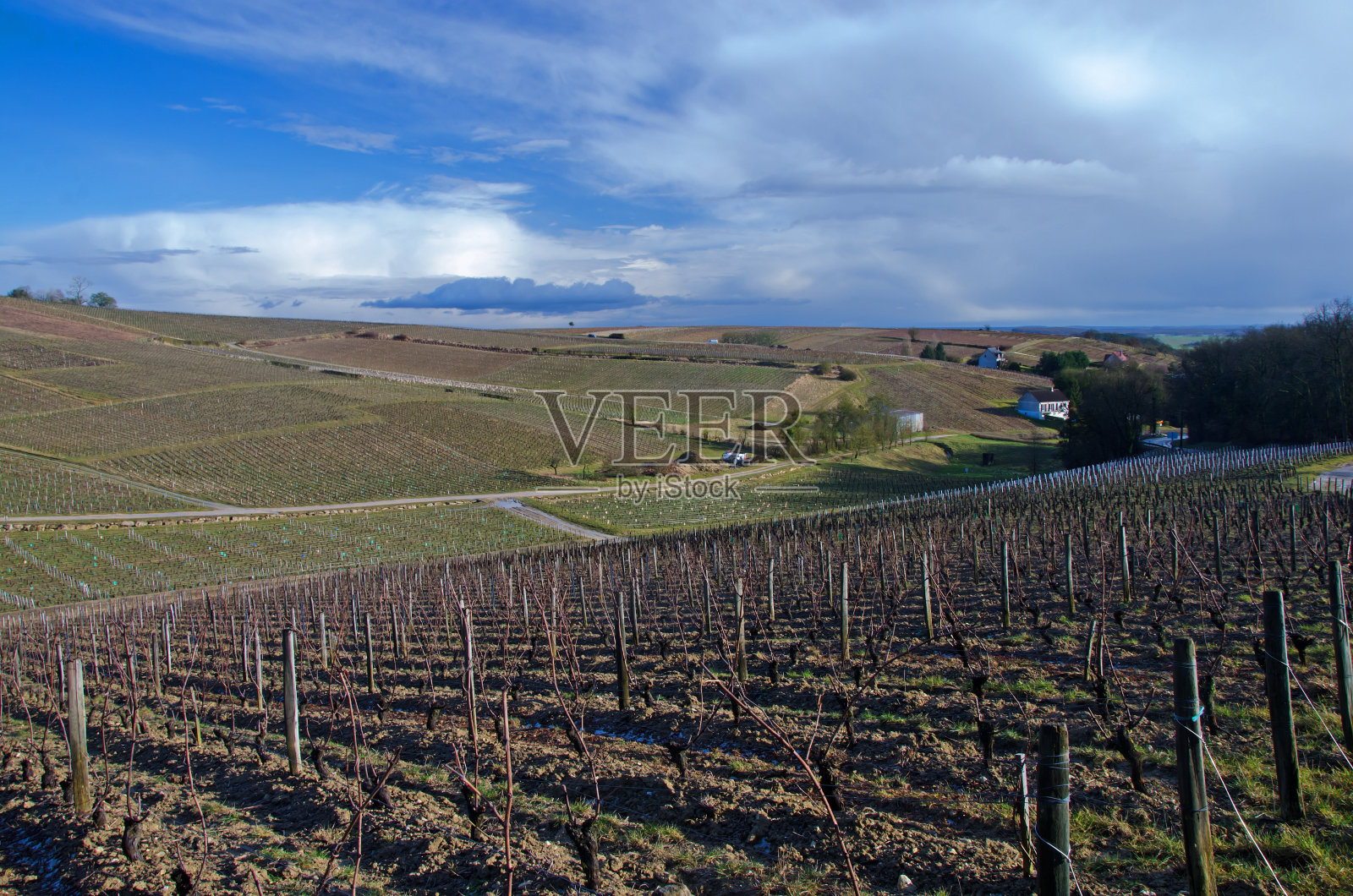 葡萄园在冬季照片摄影图片