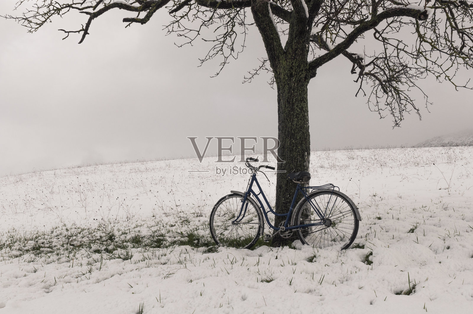 放在树上的老式自行车。的字段照片摄影图片