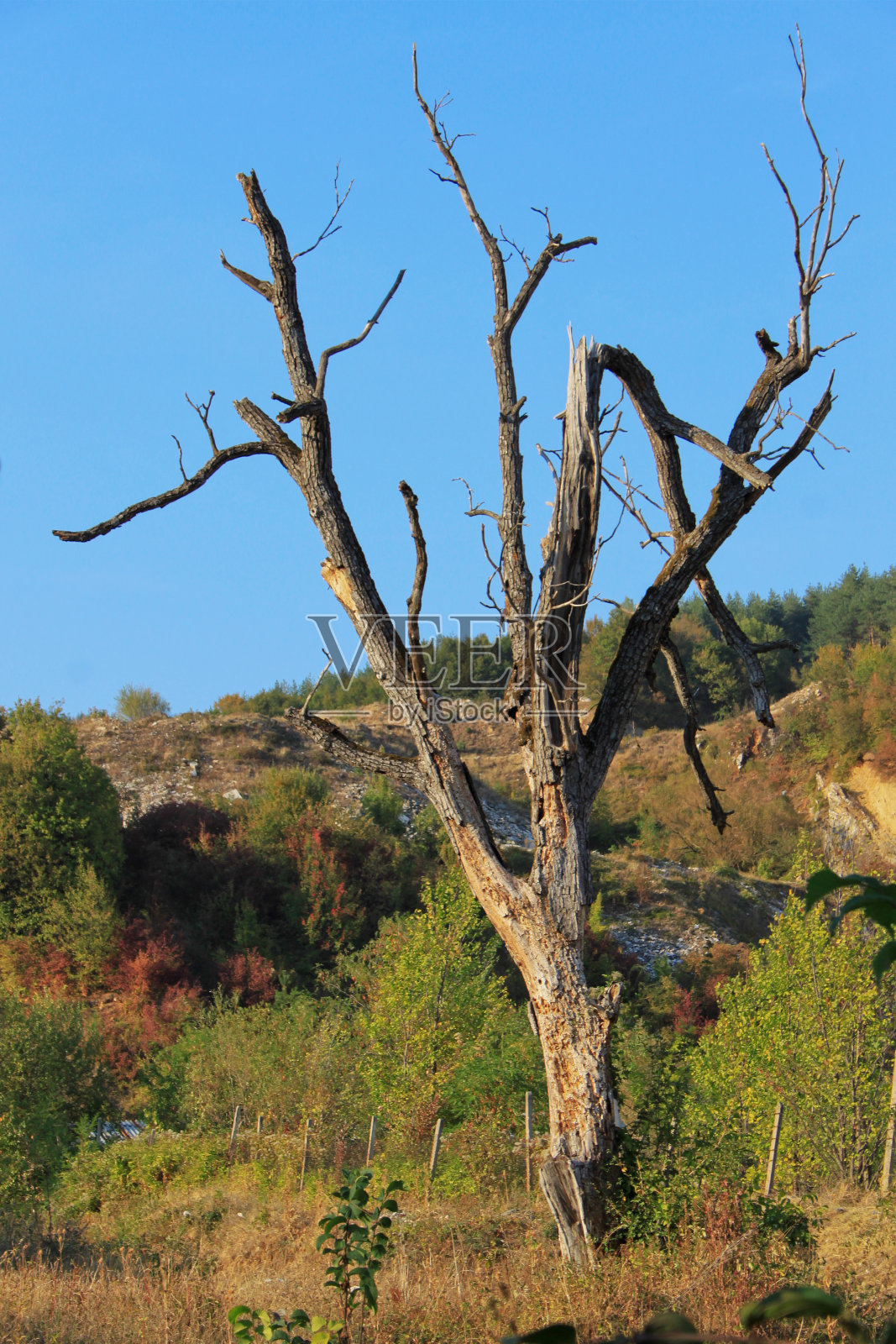 死树照片摄影图片