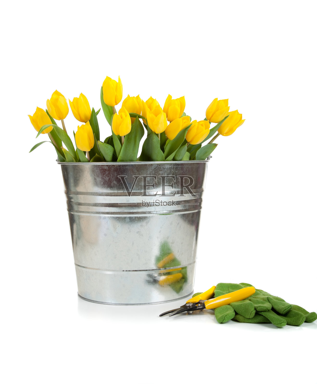 黄色的郁金香在白色的金属桶里照片摄影图片