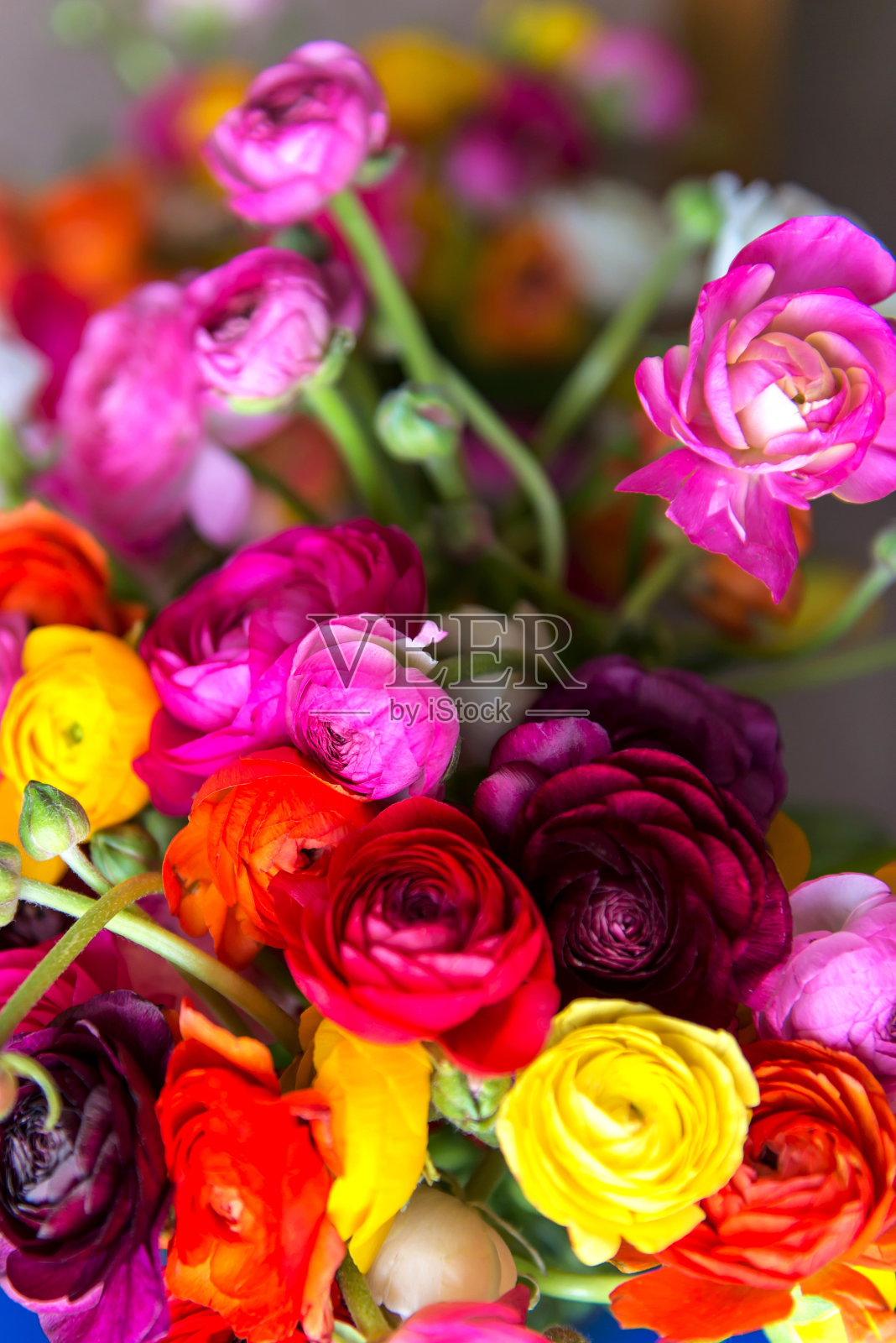 一束不同颜色的毛茛照片摄影图片