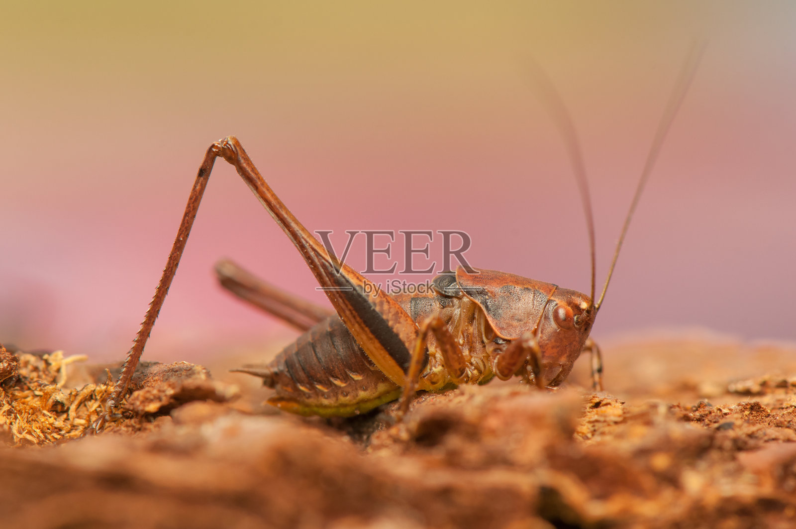 波利多普特拉格里索普泰拉照片摄影图片