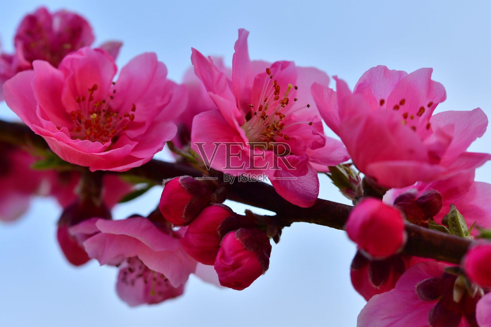 红色的桃花照片摄影图片