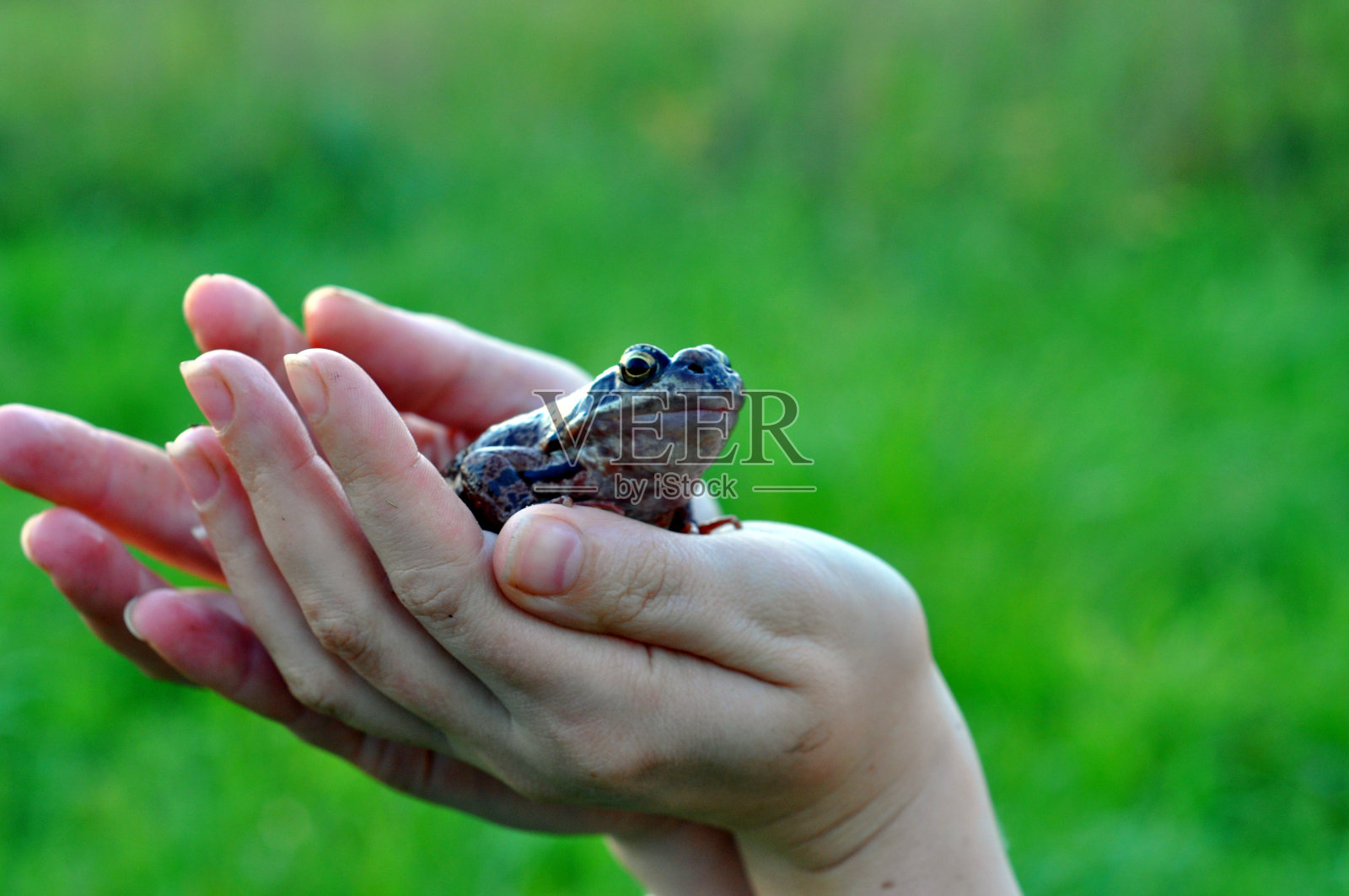 手里拿着青蛙照片摄影图片