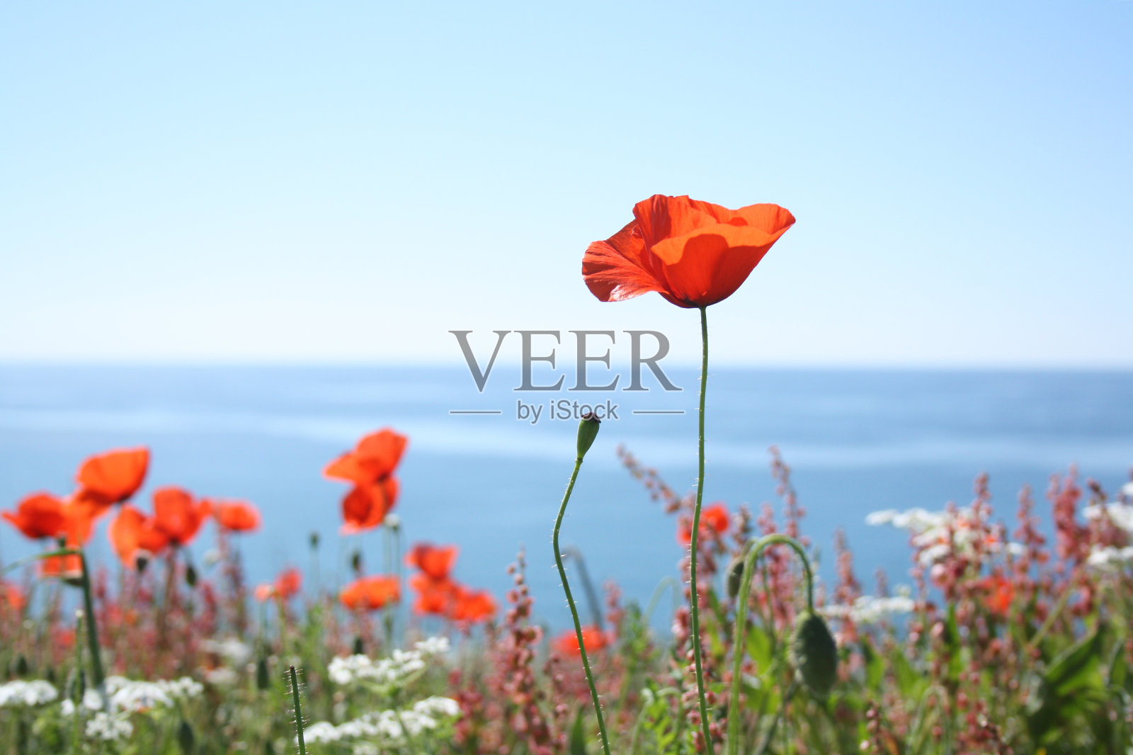 罂粟花# 3照片摄影图片