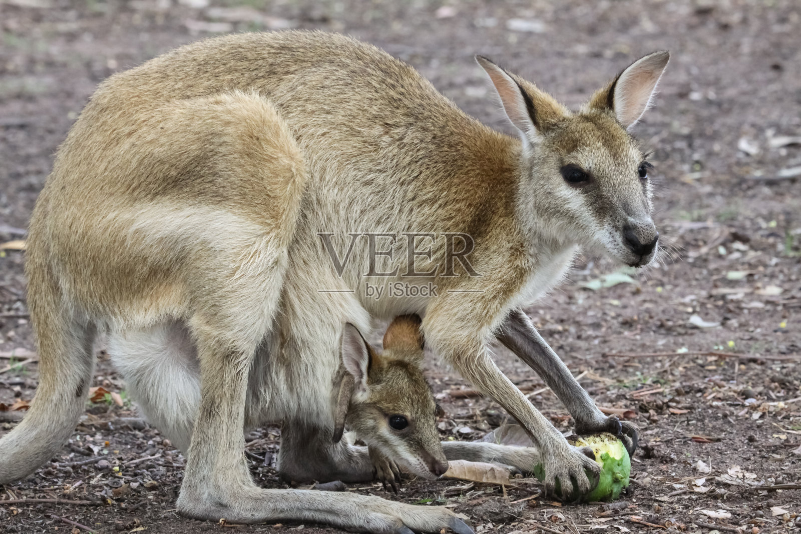 敏捷的小袋鼠妈妈和婴儿吃水果照片摄影图片