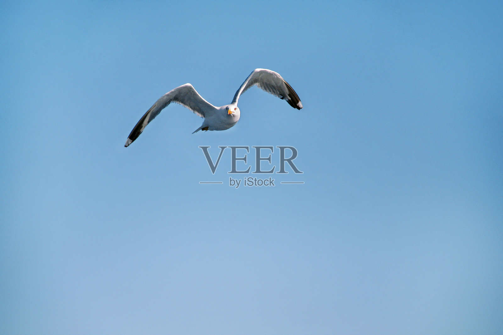 海鸥在海上的天空中飞翔照片摄影图片