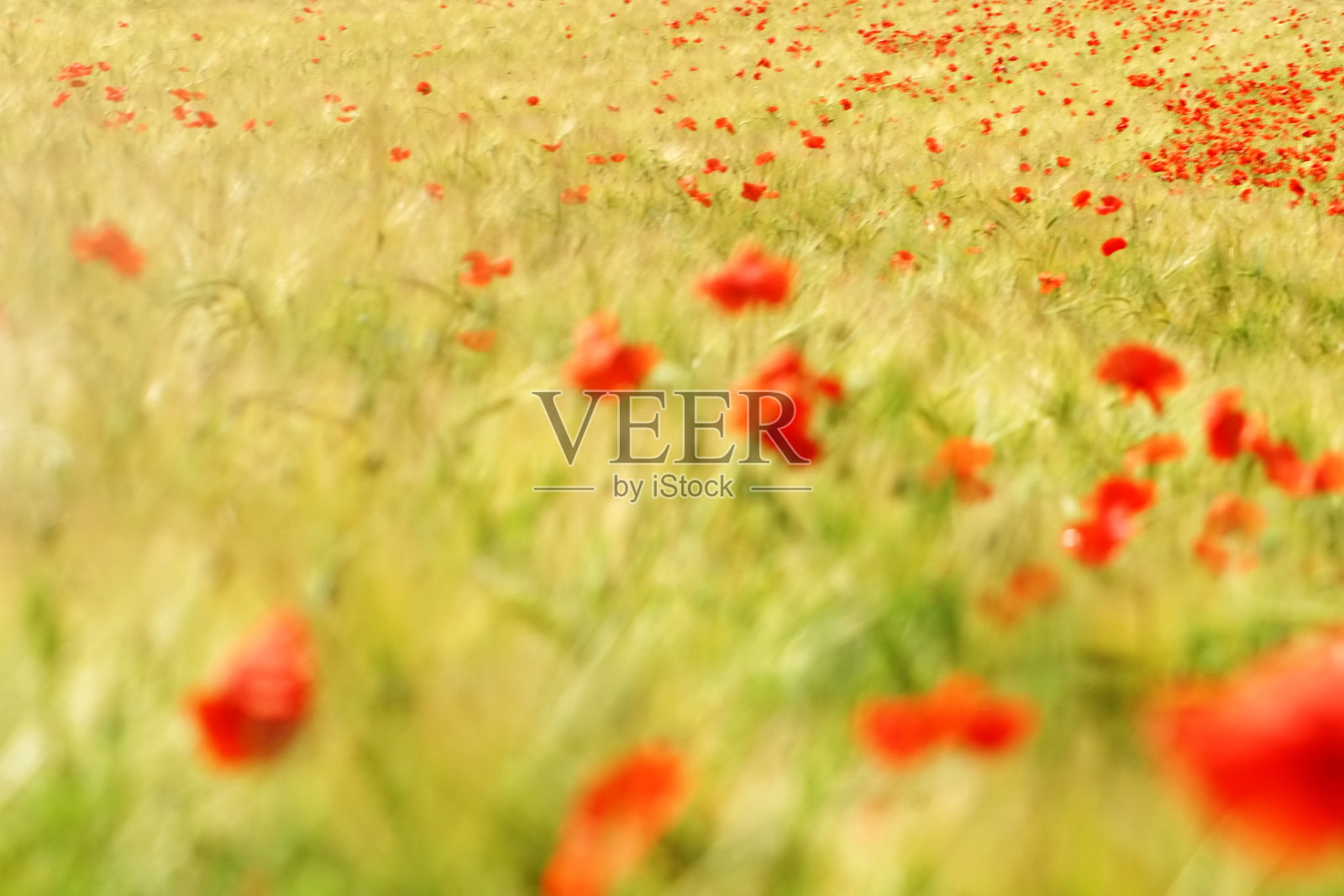 罂粟照片摄影图片