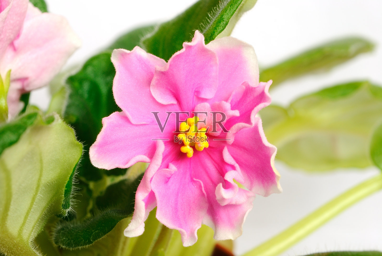 花照片摄影图片