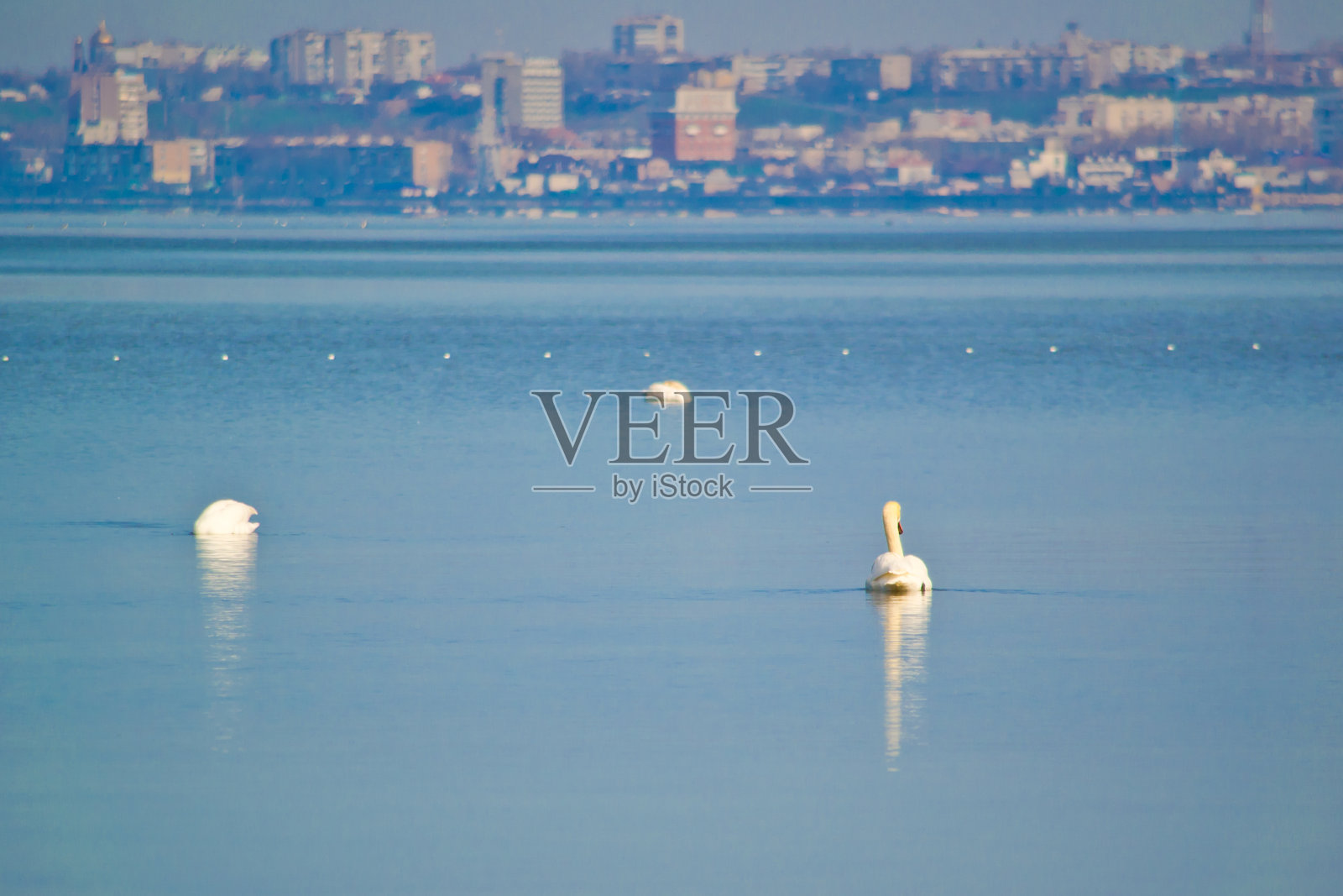 天鹅。照片摄影图片