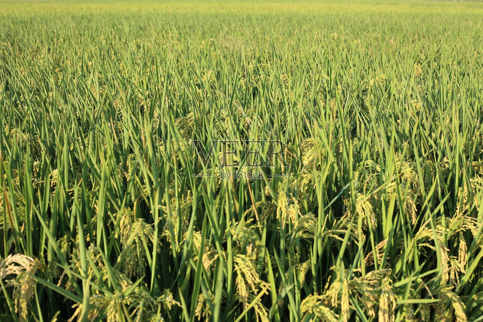 稻田照片摄影图片