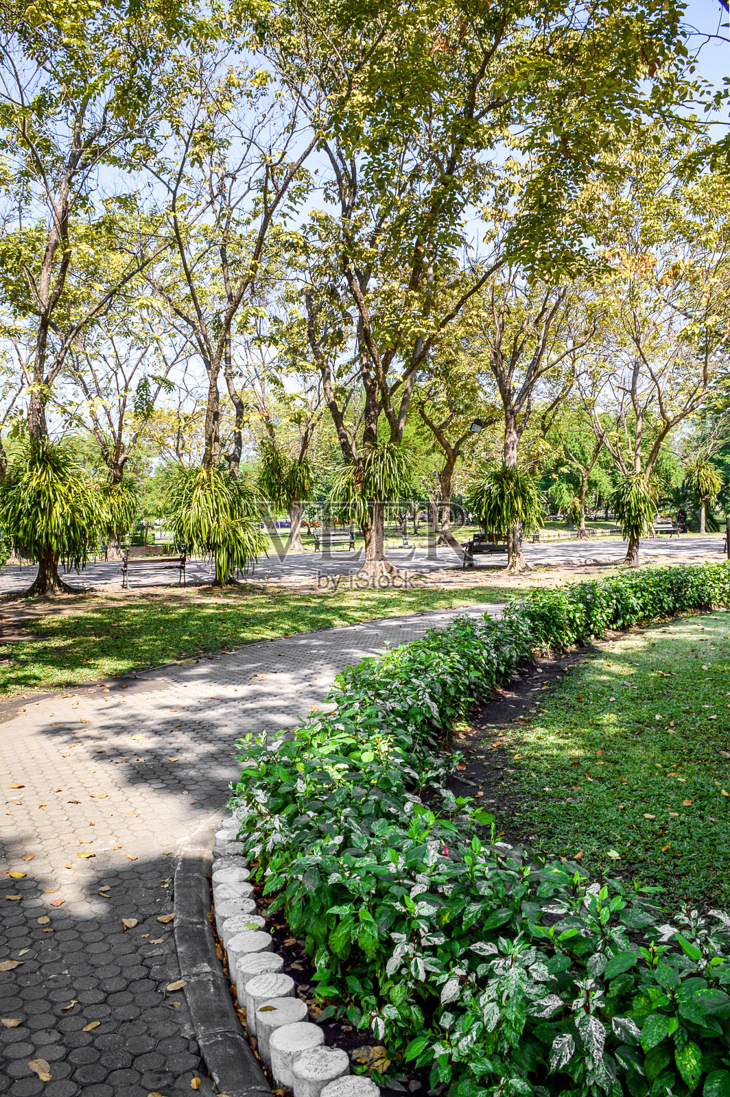 自然花园中的人行道照片摄影图片