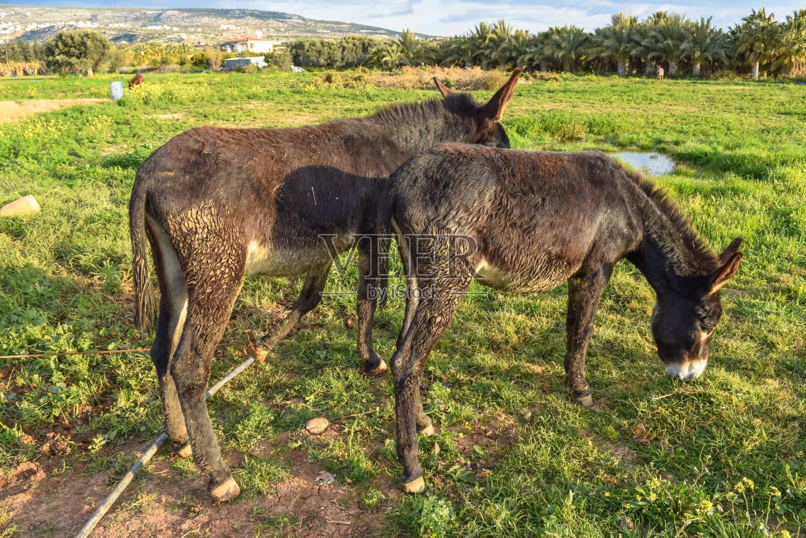 驴子善良善良照片摄影图片