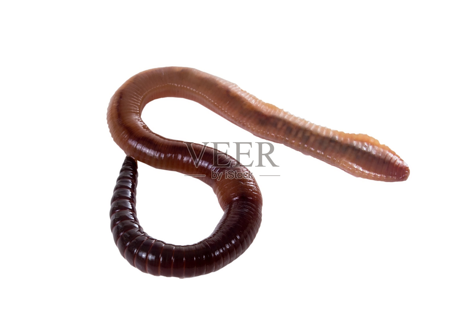 白色背景上的蚯蚓照片摄影图片