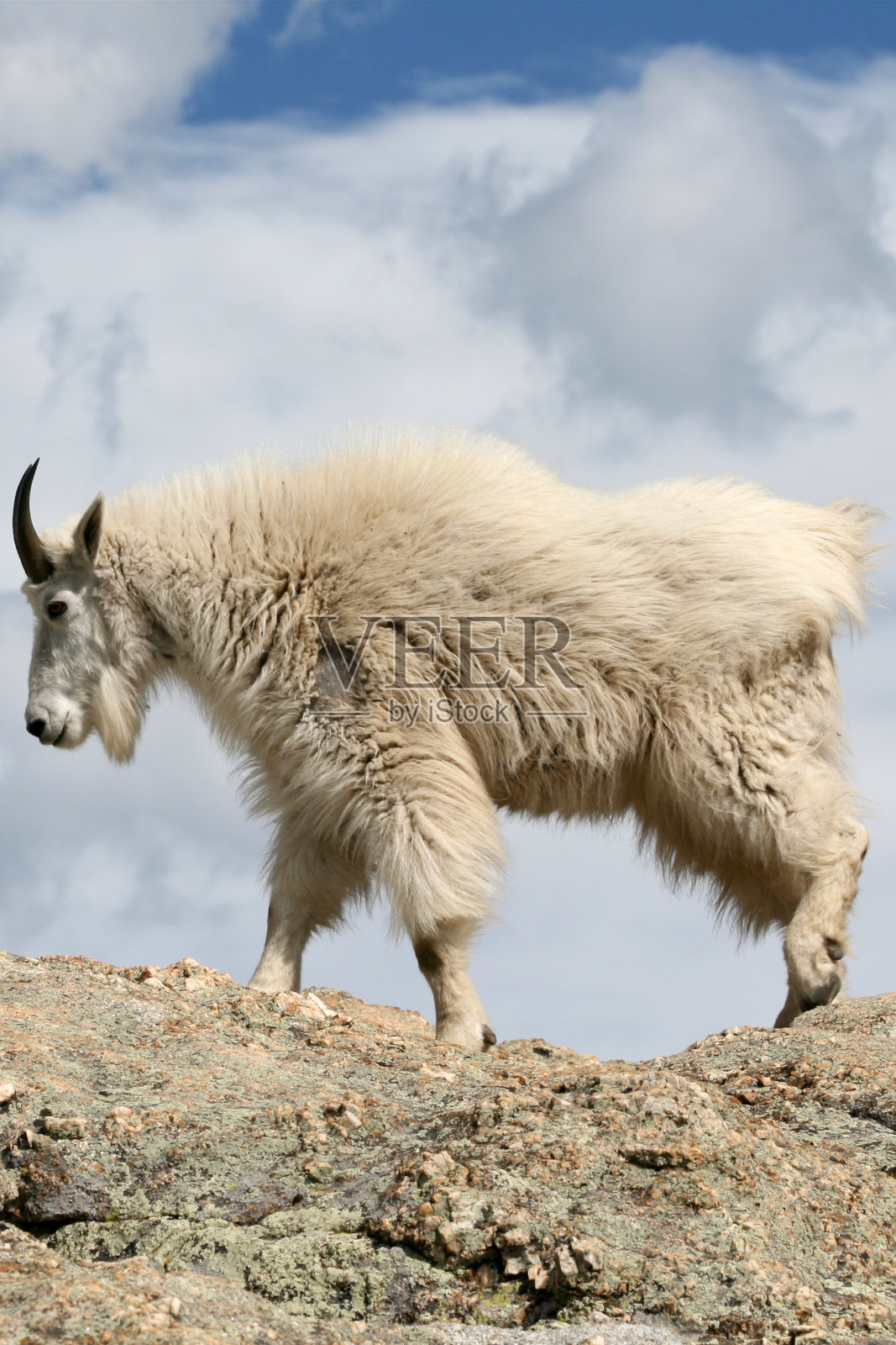 黑山哈尼峰上的山羊照片摄影图片