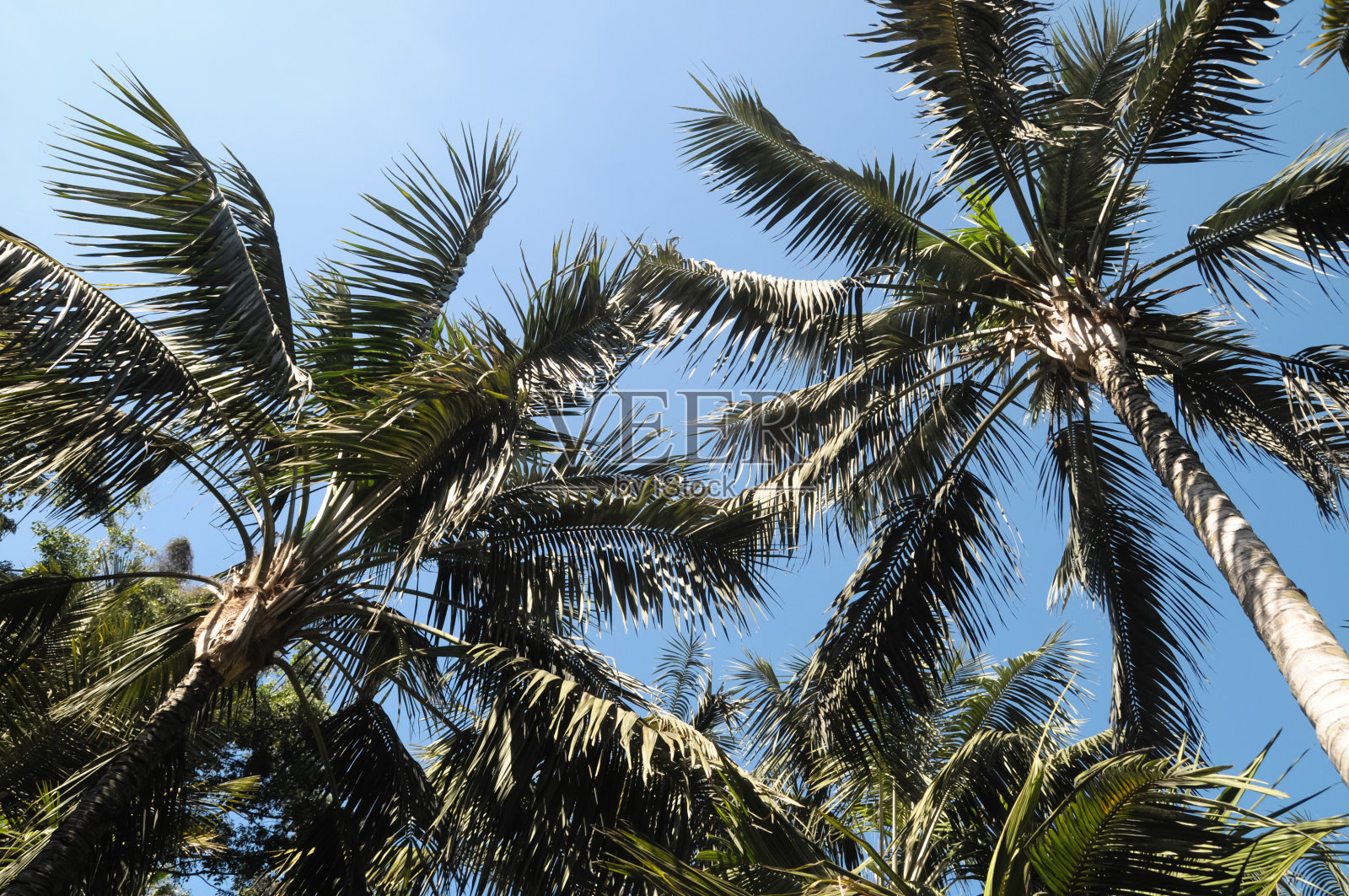 棕榈树照片摄影图片