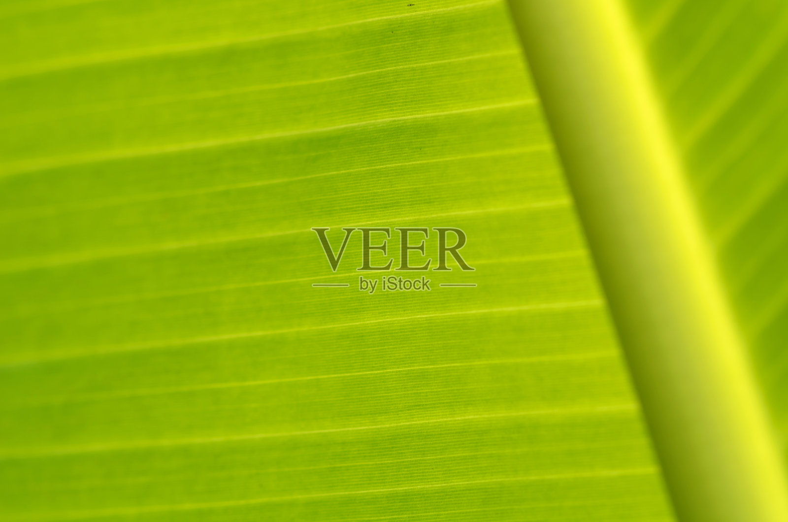 香蕉的叶子照片摄影图片