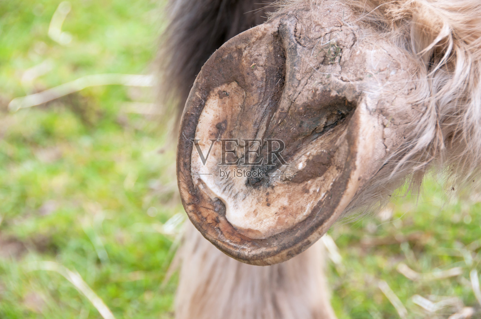 脓肿照片摄影图片