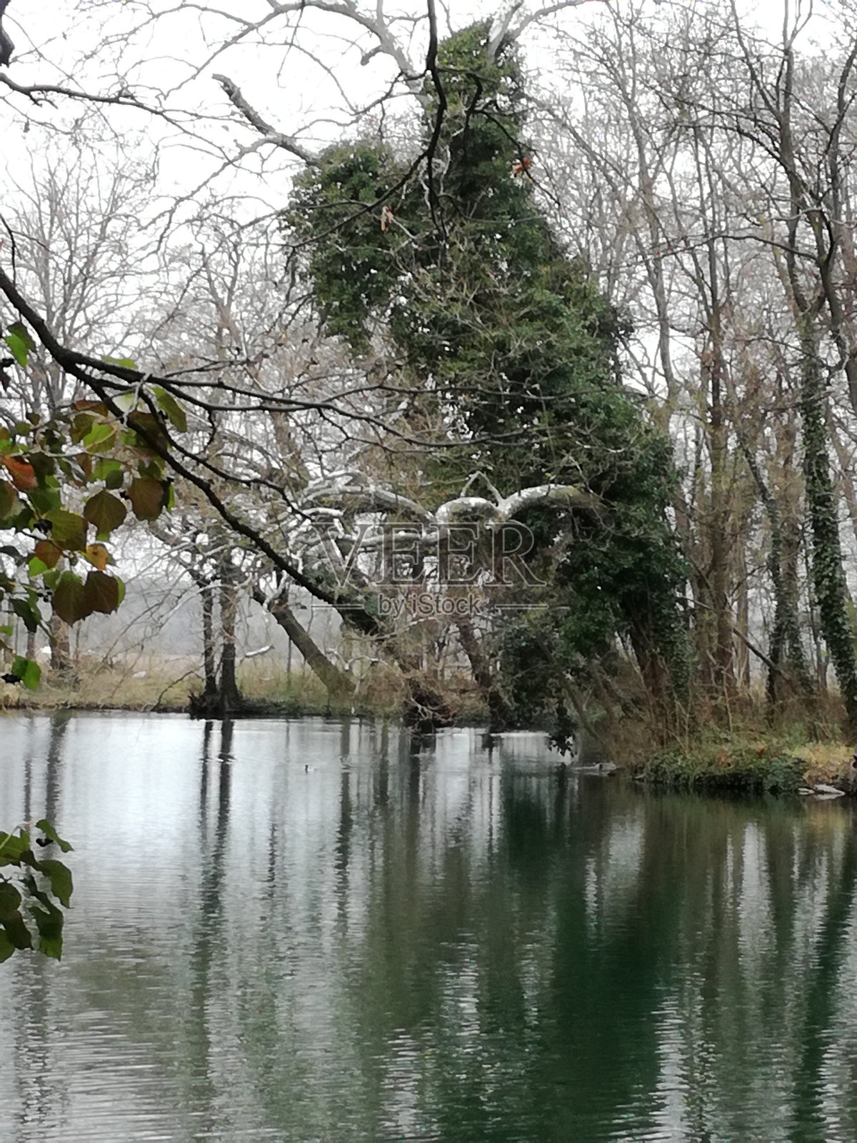 树的世界第三部分照片摄影图片