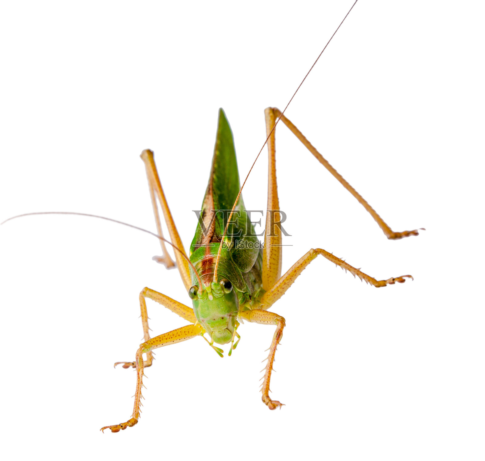 雌性蝗虫与产卵器蝗虫蚱蜢孤立的白色背景在微距镜头拍摄照片摄影图片