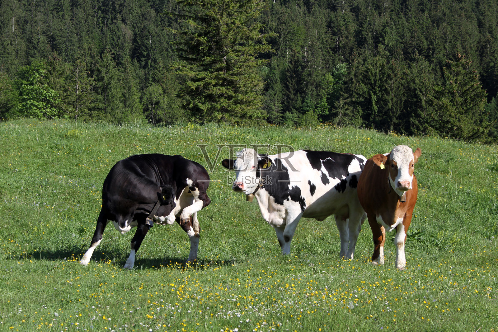三头牛在草地上照片摄影图片