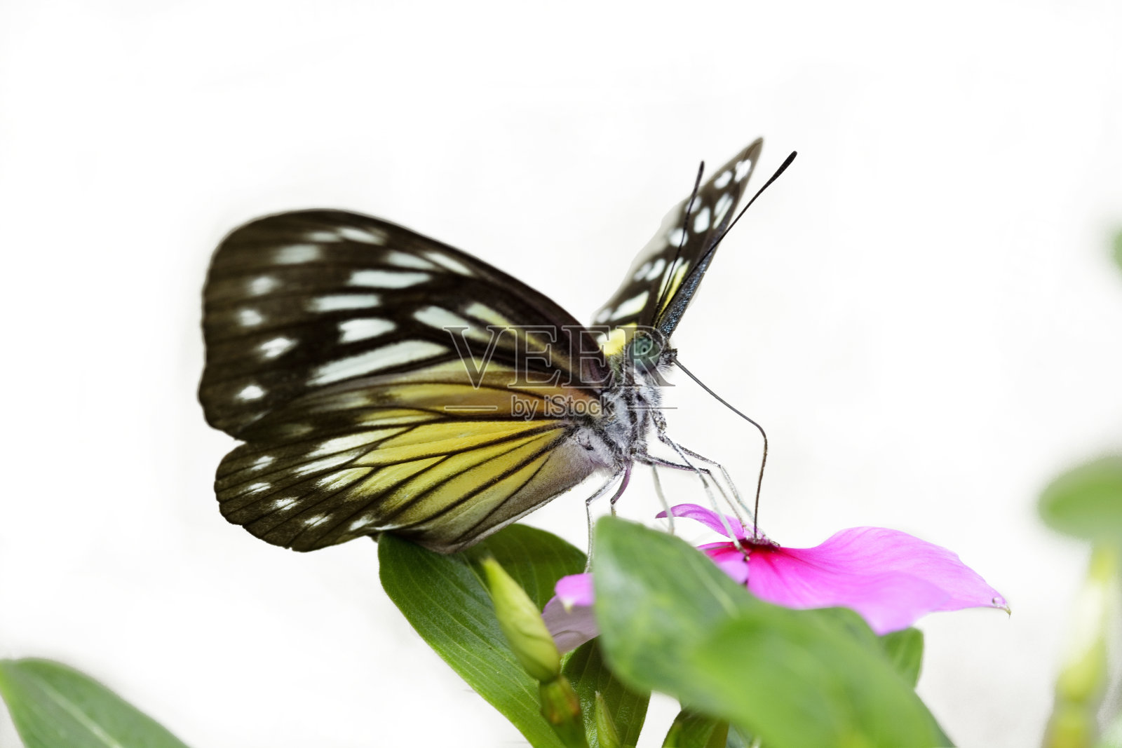 蝴蝶系列六照片摄影图片