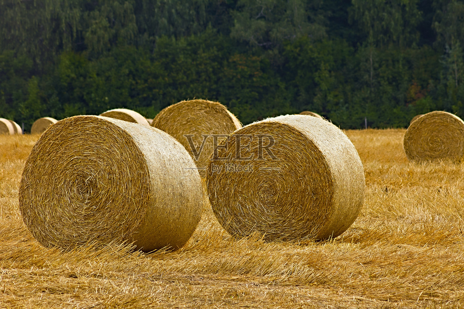 田野上的干草卷照片摄影图片