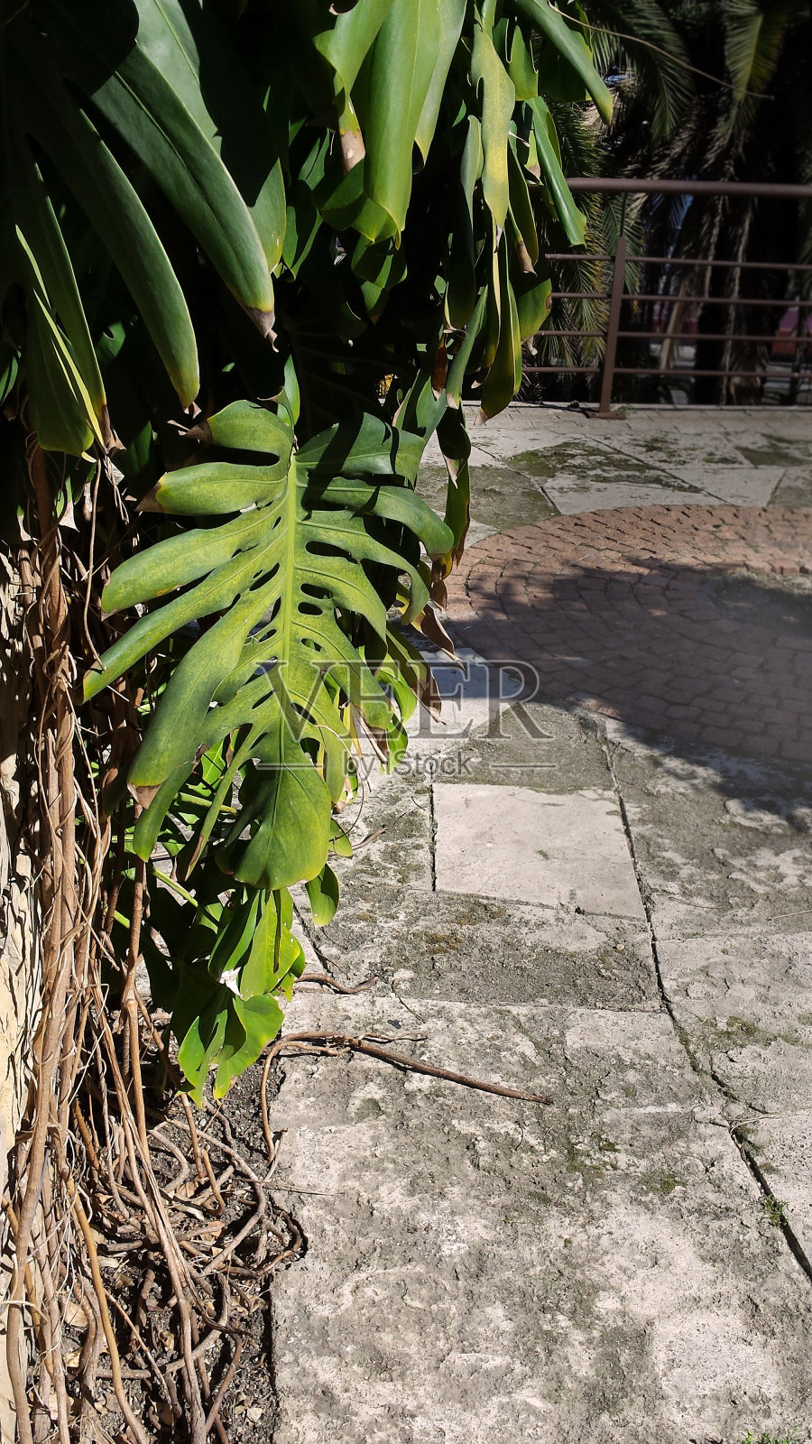 春天的槐树叶子在公园里照片摄影图片