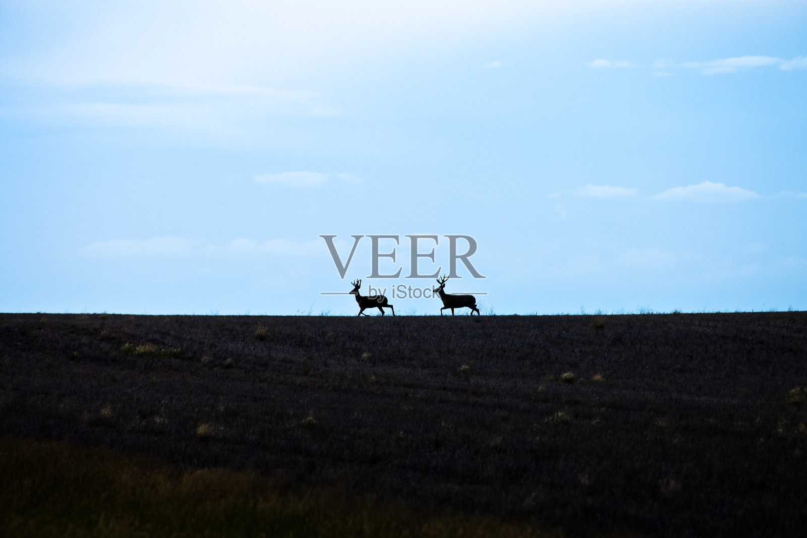 地平线上的两只鹿照片摄影图片