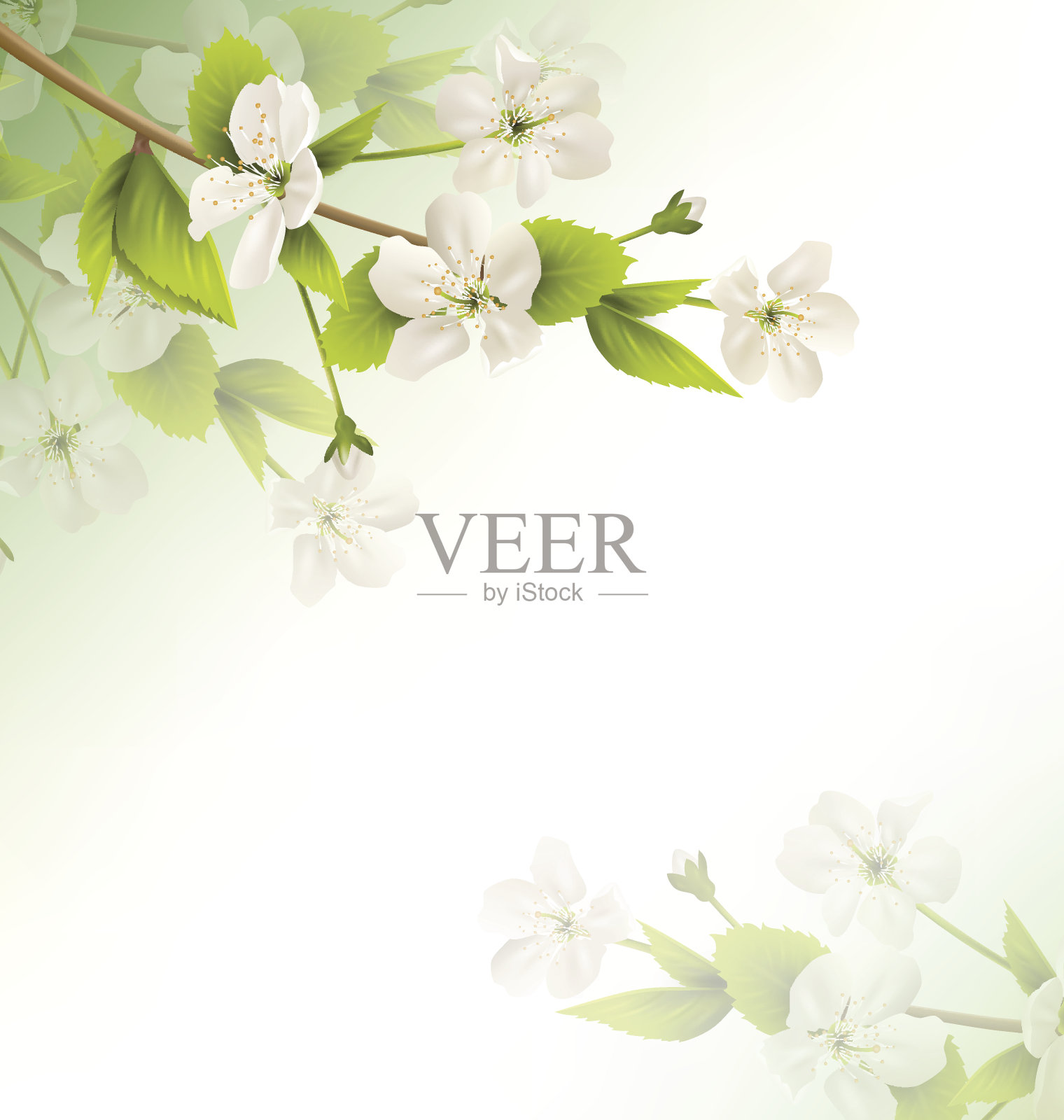 樱花枝，绿色上有白花插画图片素材