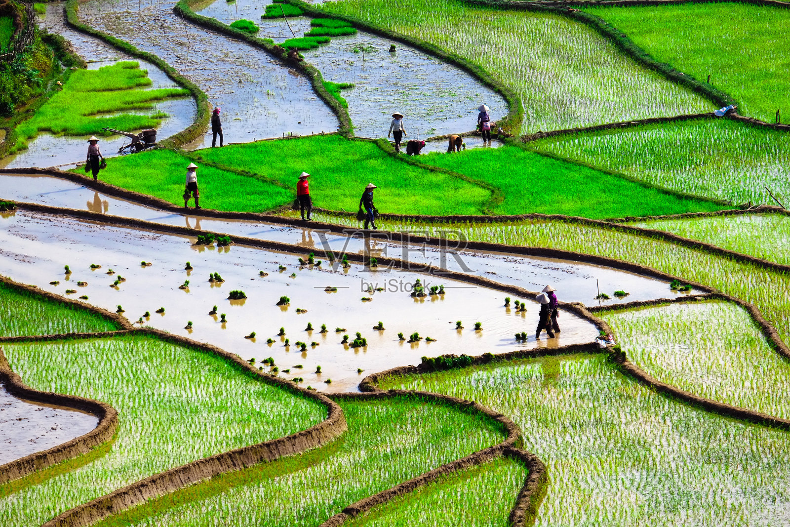 越南的梯田照片摄影图片