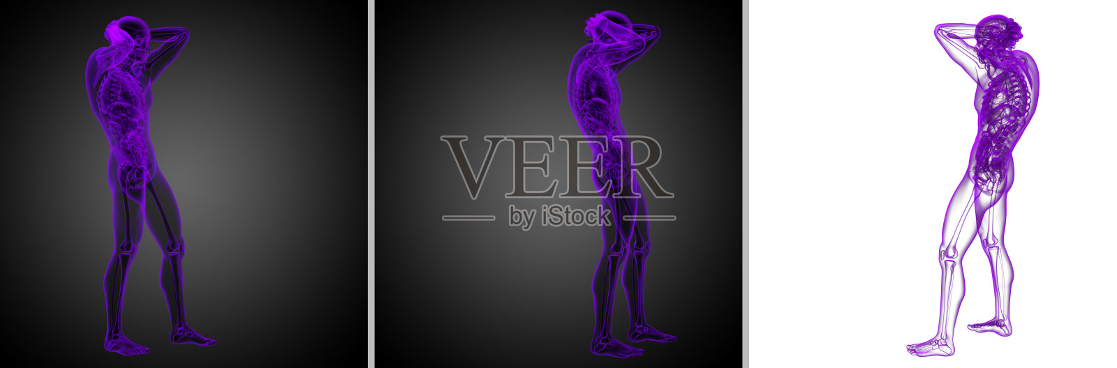 人体解剖学的3d渲染医学插图照片摄影图片