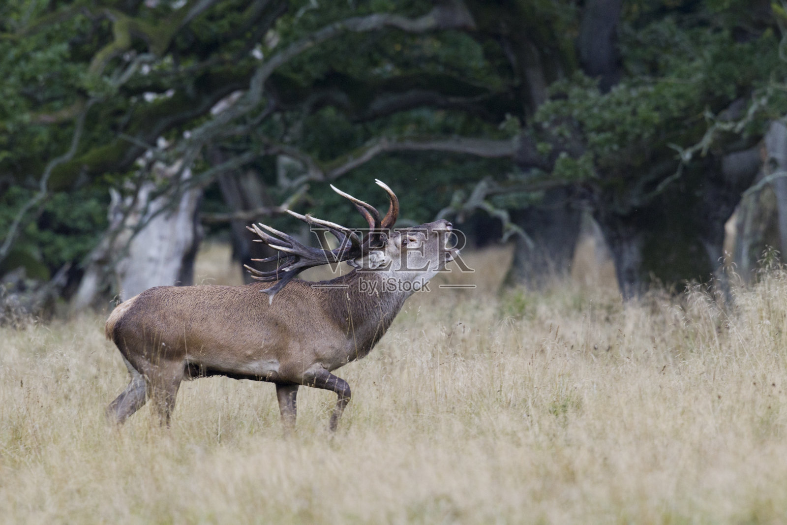 罗瑟斯奇，Cervus elaphus，马鹿照片摄影图片
