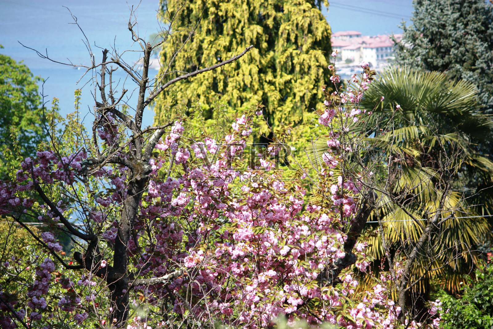 春暖花开，蓝天下的马焦雷湖照片摄影图片