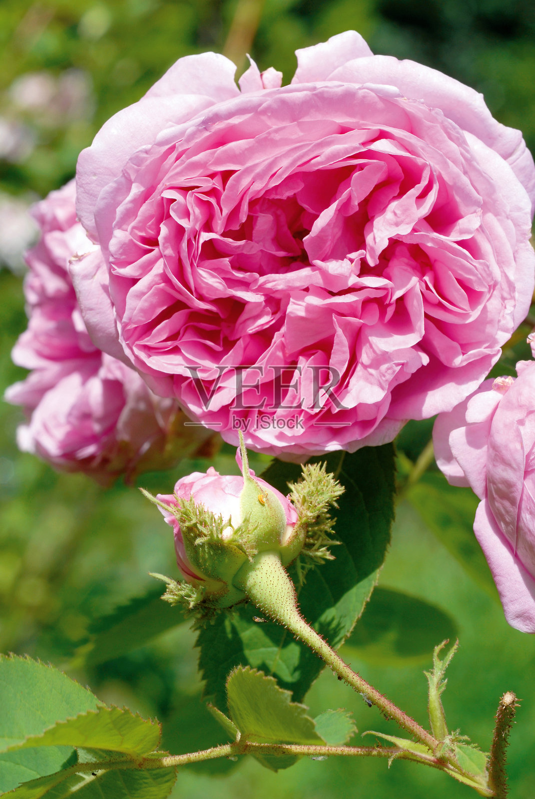 苔藓玫瑰“威廉·洛布”照片摄影图片