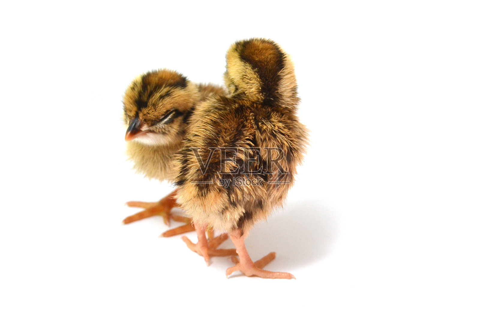 小鸟小孩照片摄影图片