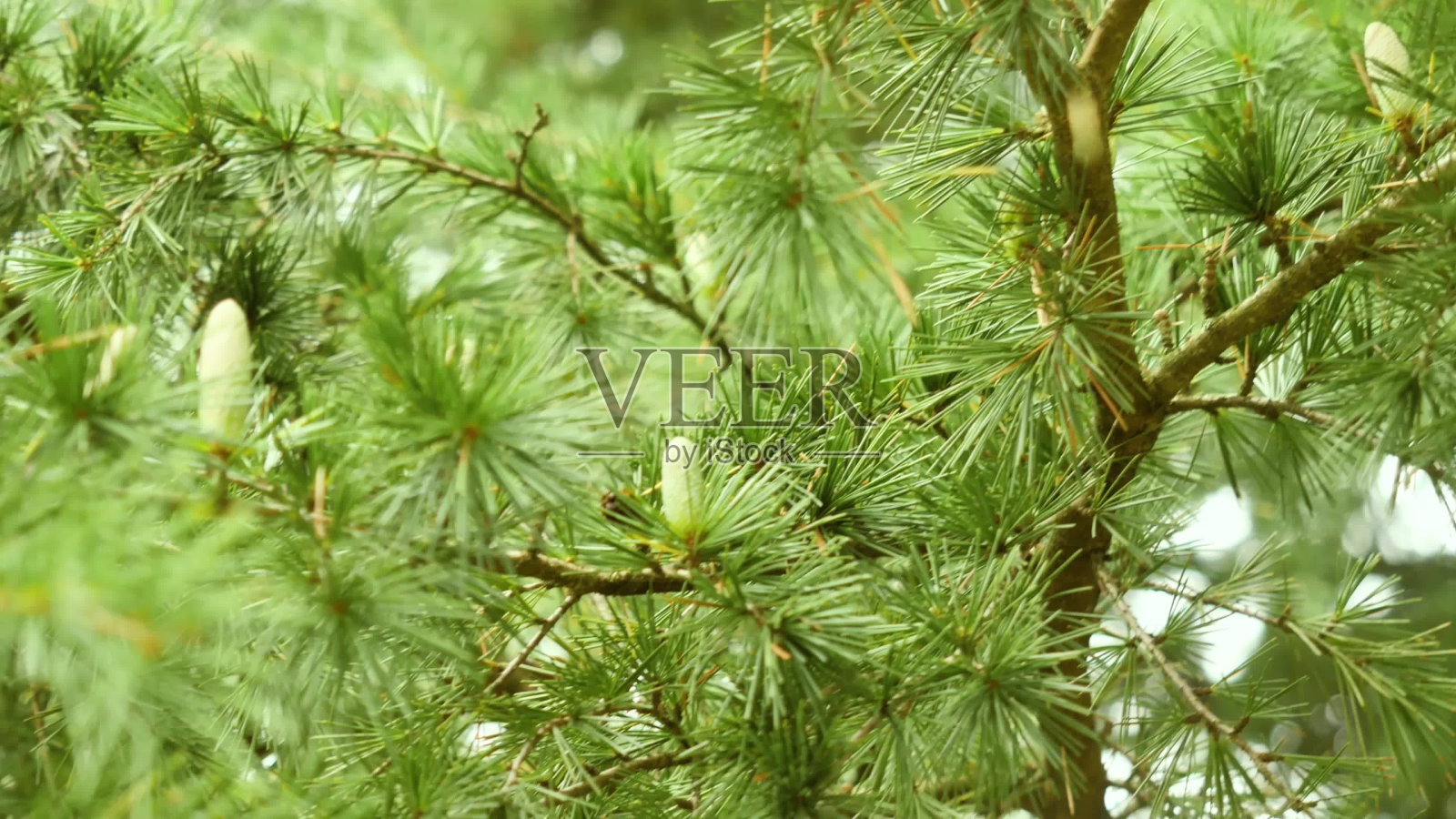 夏季森林里的年轻松果呈绿色照片摄影图片