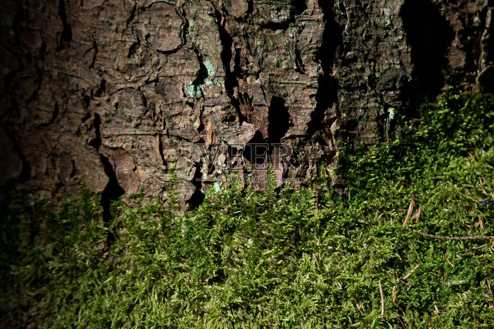 树干树上长了一根苔藓照片摄影图片