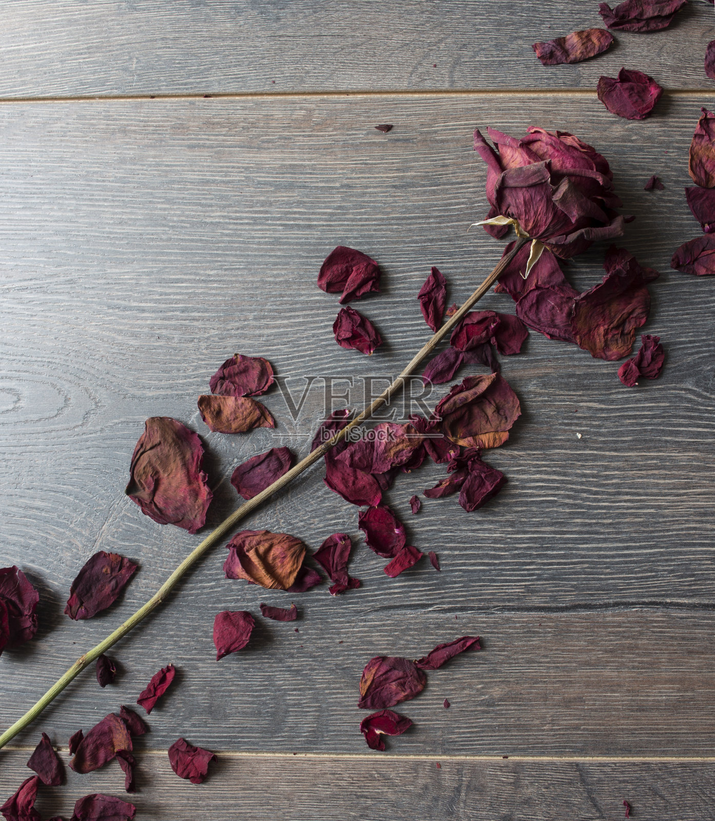 干玫瑰照片摄影图片