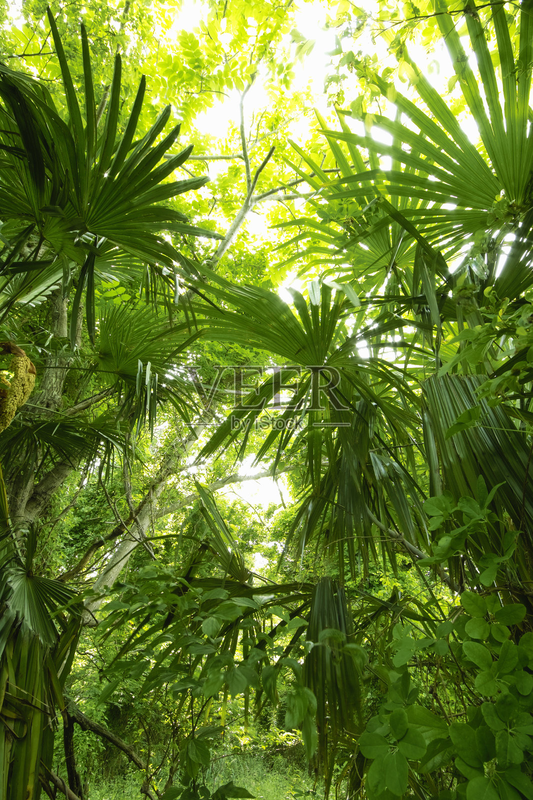 棕榈树林照片摄影图片