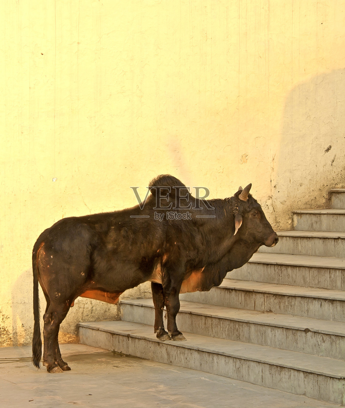 牛在印度照片摄影图片