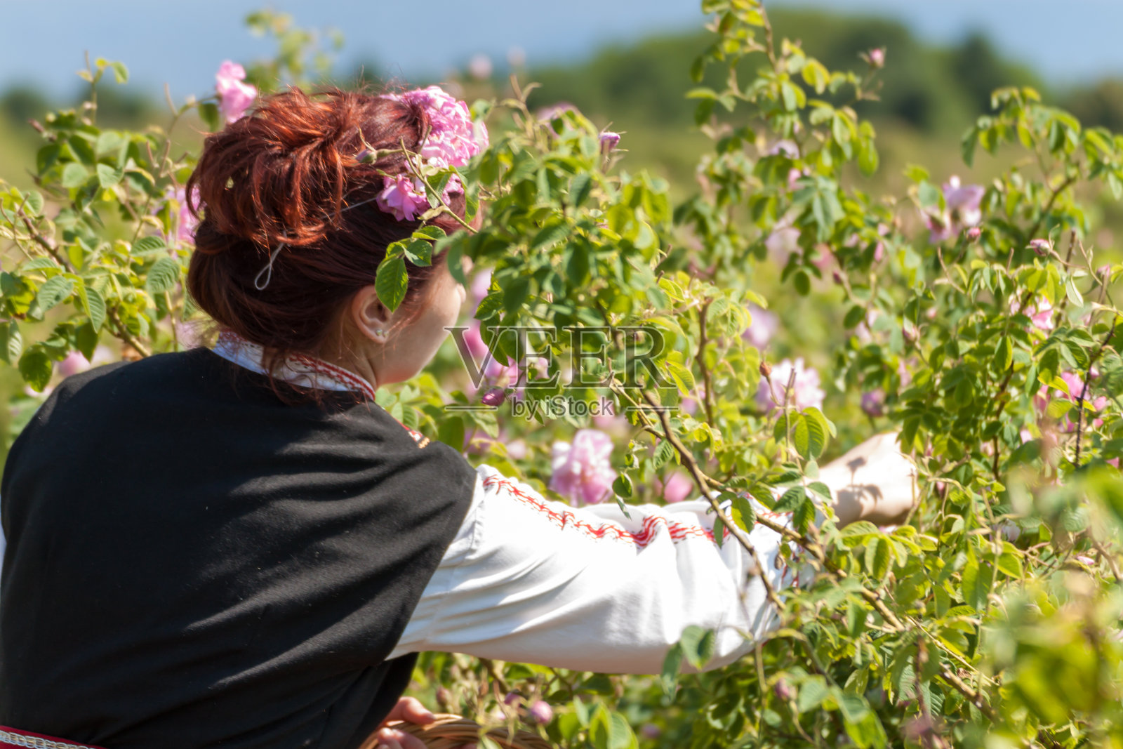 在保加利亚的玫瑰采摘节上摆姿势的女孩照片摄影图片