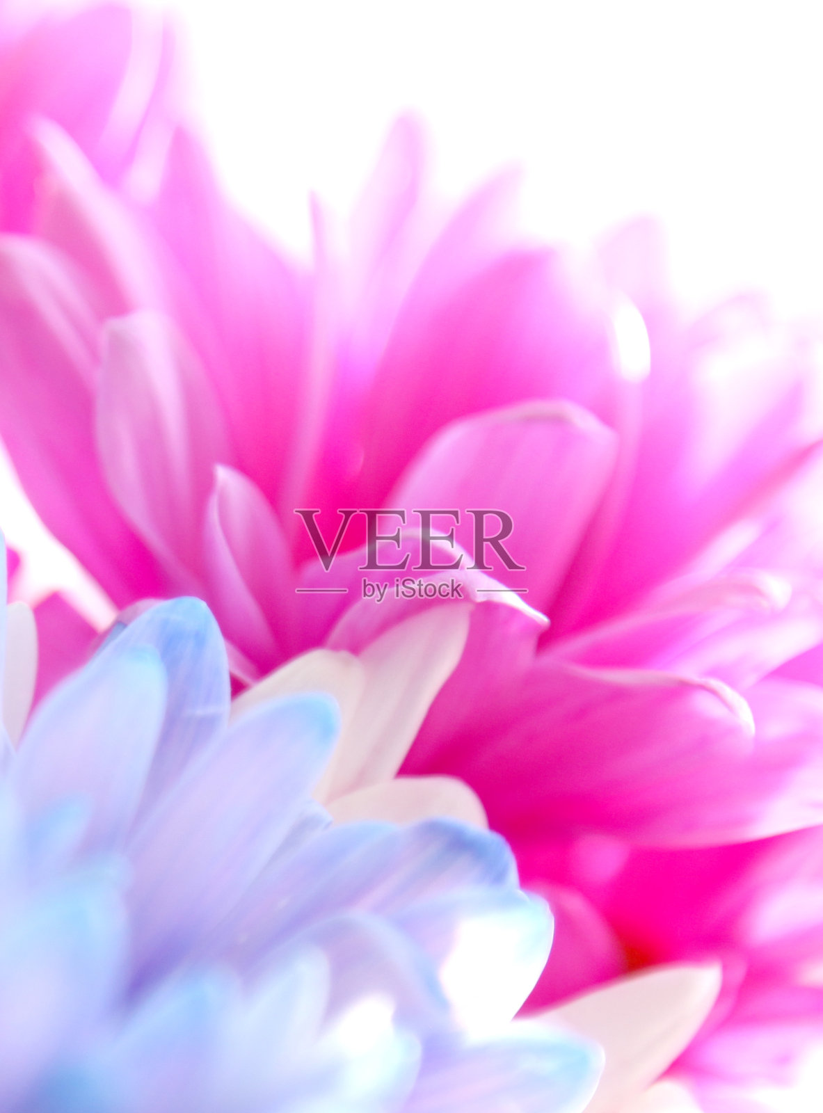 粉红色紫色薰衣草非洲菊雏菊花照片摄影图片