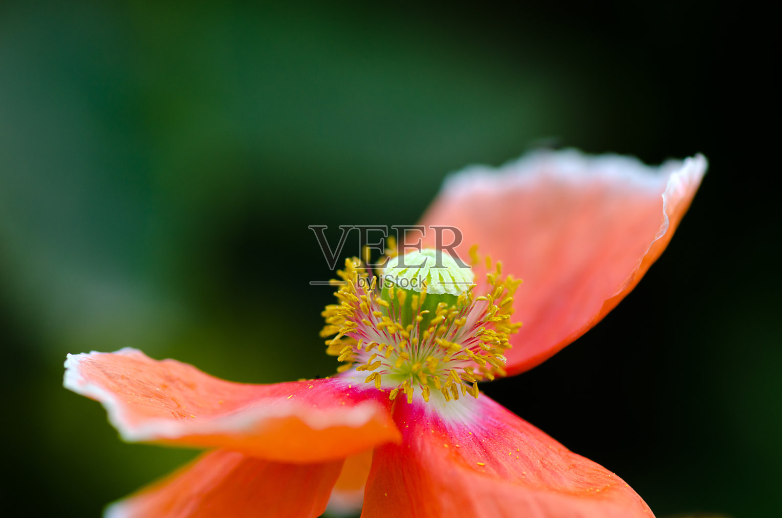 红色罂粟花的花头。照片摄影图片