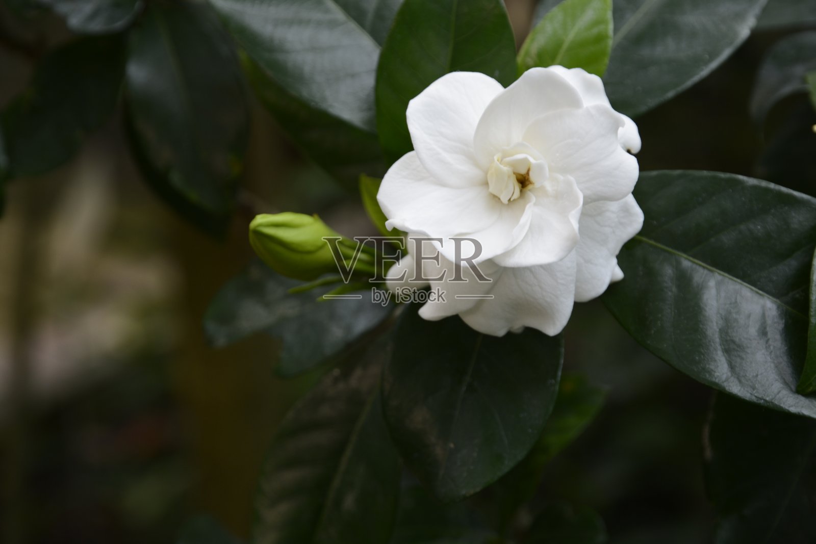 白色的栀子花照片摄影图片